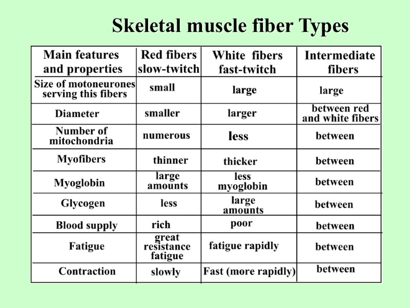 Skeletal muscle fiber Types less